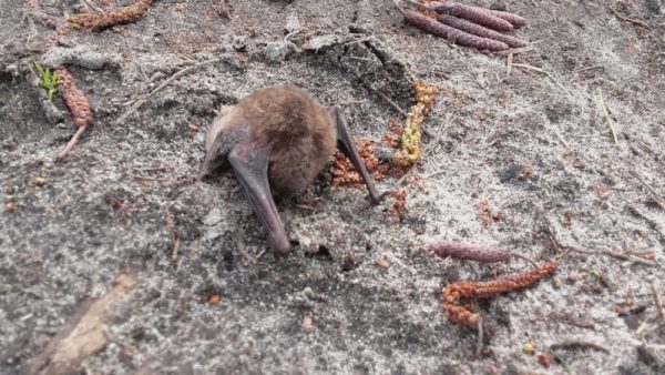 Zawody pod hasłem „przebudzenie nietoperza” – Rzeka Noteć, Lubostroń – 16.03.2019