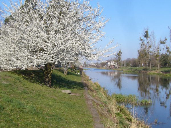 Spławikowe Mistrzostwa Koła – Kanał Bydgoski, 13.04.2019