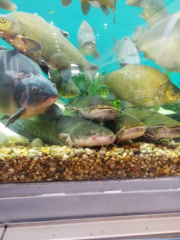 Rybomania 2025 – Poznań 8.03.2025